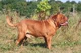 DOGUE DE BORDEAUX 482